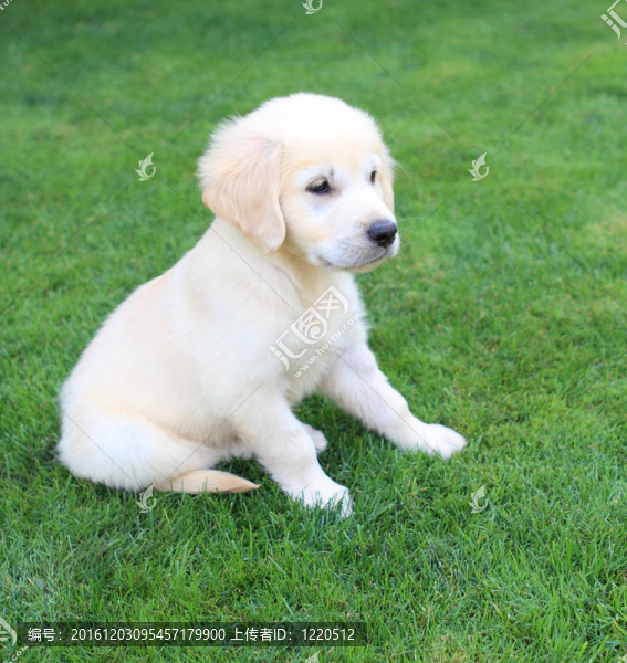 黃金獵犬小狗