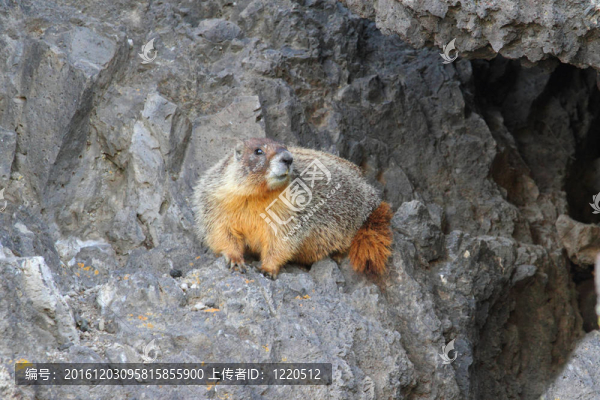 黃腹旱獺（Marmota,flaviventris）