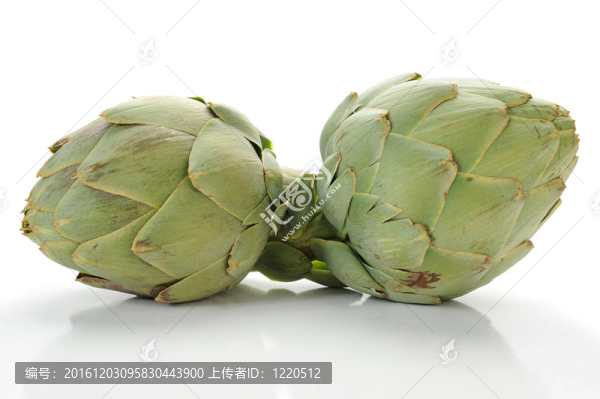 洋薊