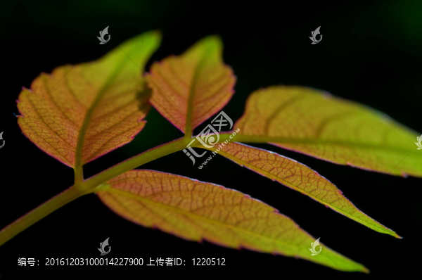 葉子在黑