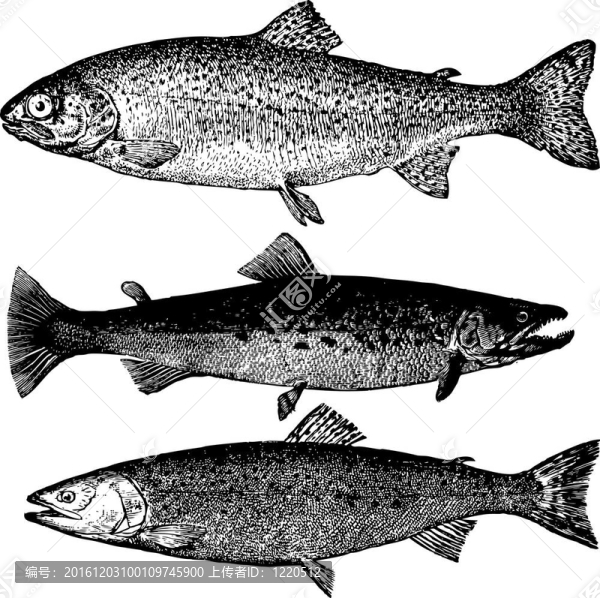 向量的鱒魚