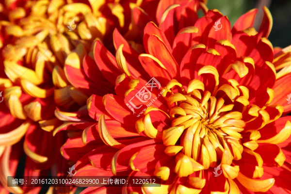 菊花