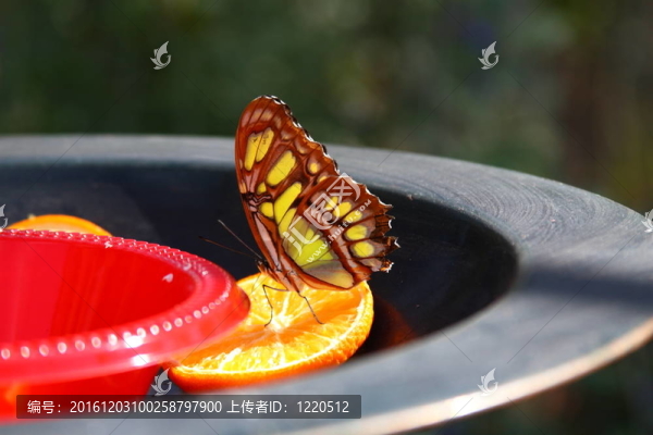 蝴蝶和橙色