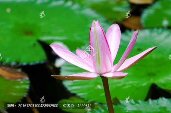 粉色的睡蓮