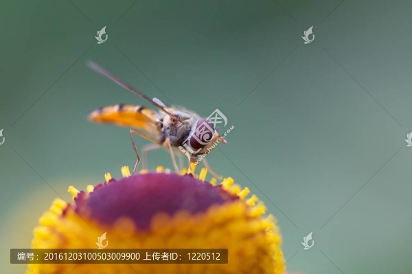 翱翔在花上