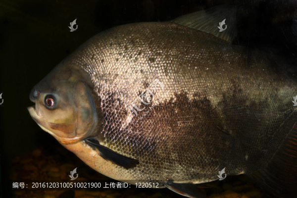 魚