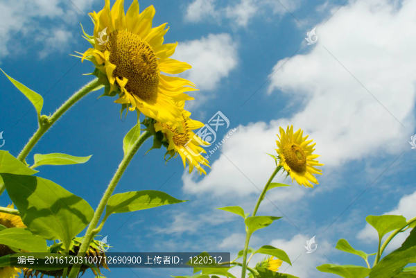 三向日葵與云的天空