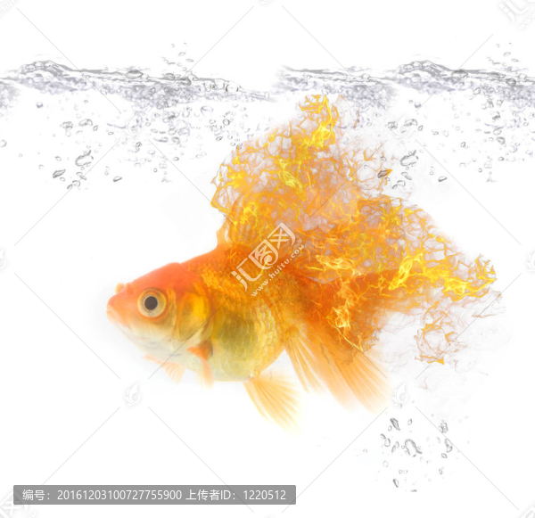 金火的魚