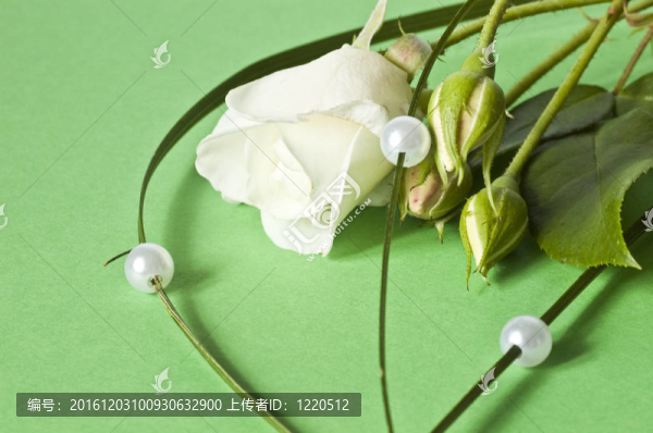 玫瑰