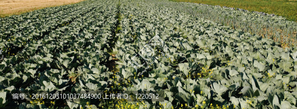 一排排白菜