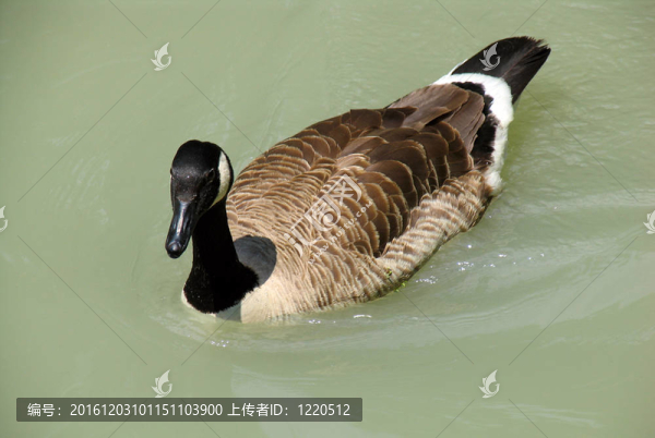 鴨在水上