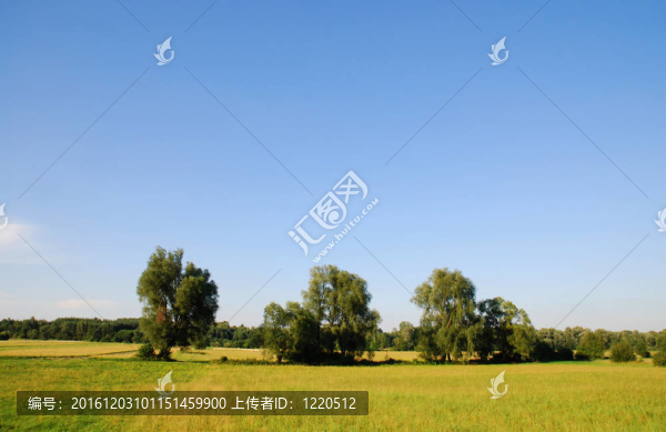 美麗的春景