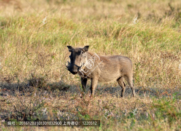 非洲野生動物：野豬