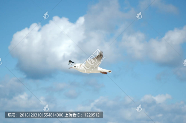 天空中的海鷗