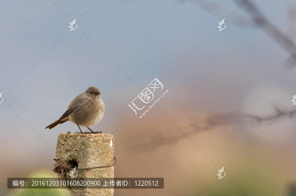 籬笆上的鳥