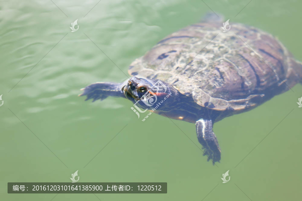 在池塘里游泳的烏龜