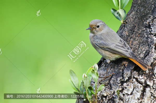 樹上的鳥