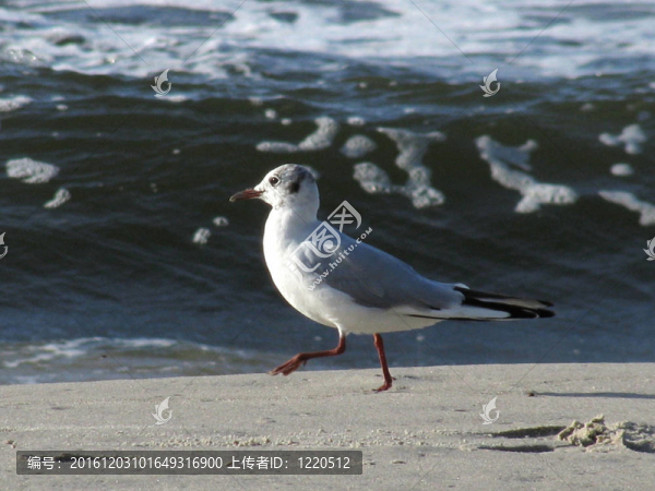 海灘上的海鷗