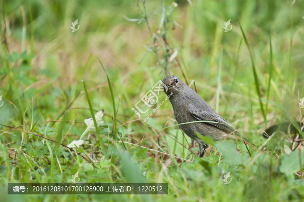 綠色的鳥