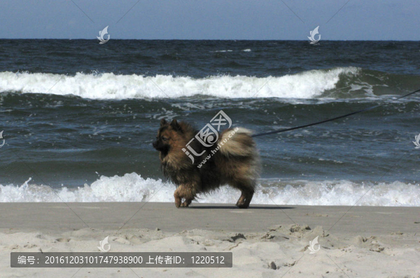 在海灘上的狗