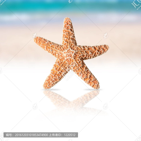 海星