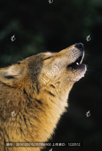 Howling,Wolf的肖像