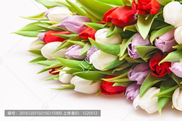 郁金香