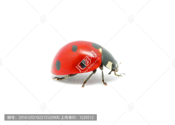 瓢蟲