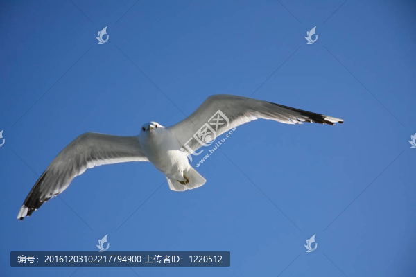 海鷗飛在空中