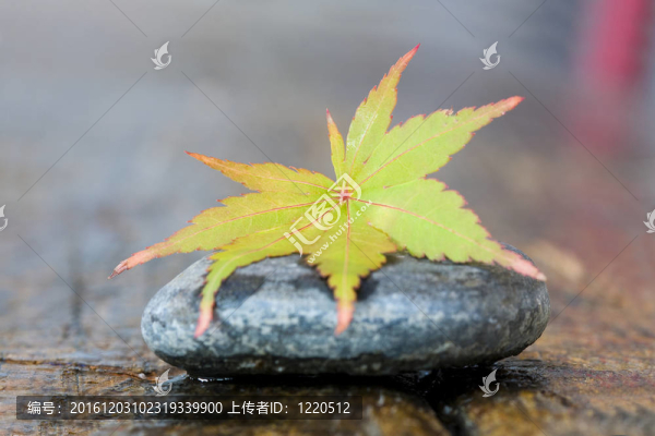 秋天