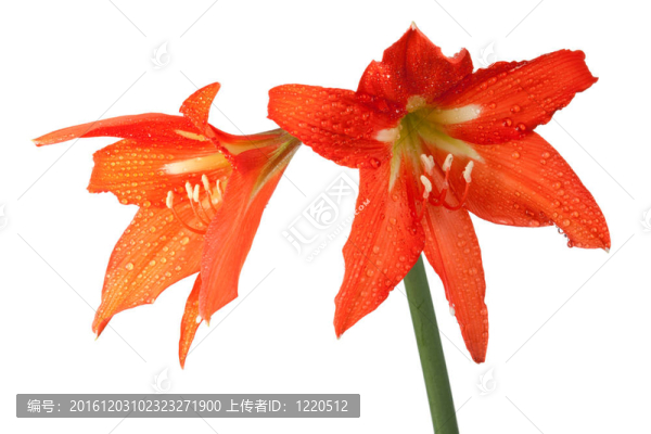 在羅莎滴橙色百合