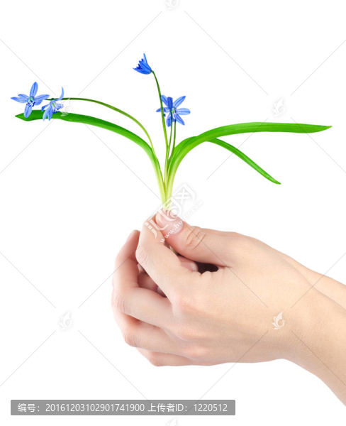 雪花在手