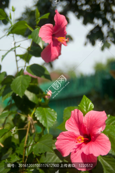 樹上的樹枝