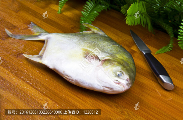 新鮮的魚已