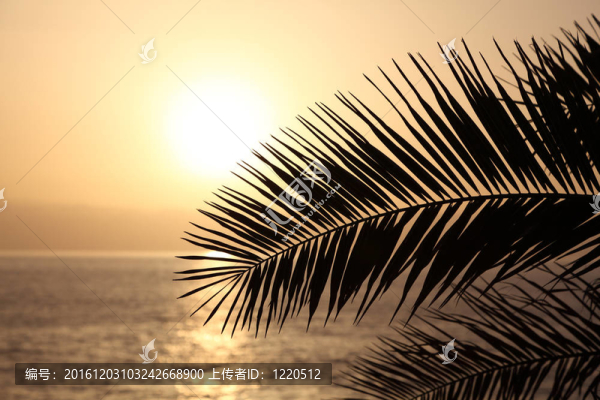 夕陽下的棕櫚葉剪影。特內(nèi)里費；西班牙；金絲雀島
