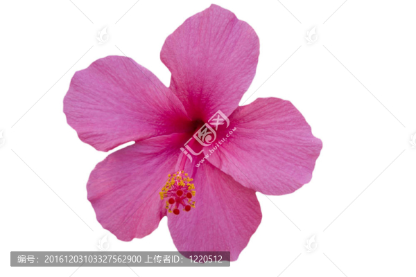 粉紅色的芙蓉花在白色背景