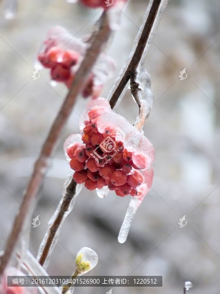 漿果。冰。雨夾雪。