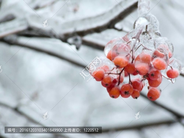 漿果。冰。雨夾雪。