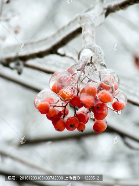 漿果。冰。雨夾雪。