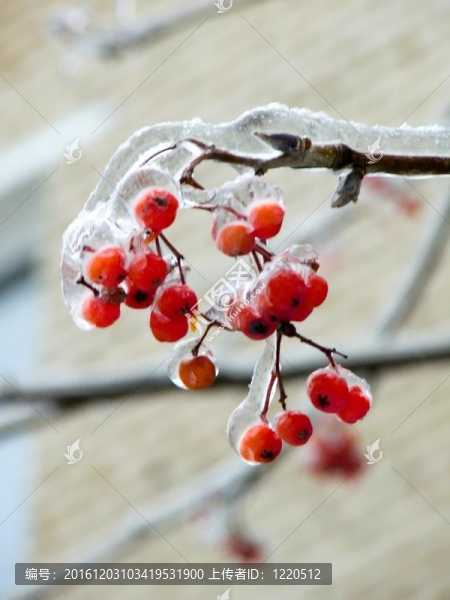 漿果。冰。雨夾雪。