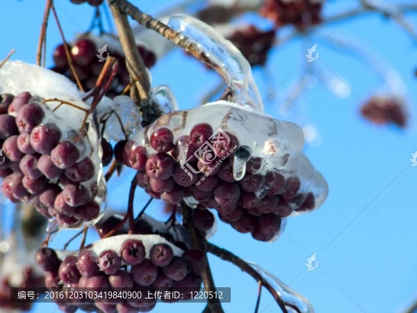 漿果。冰。雨夾雪。