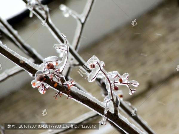 漿果。冰。雨夾雪。