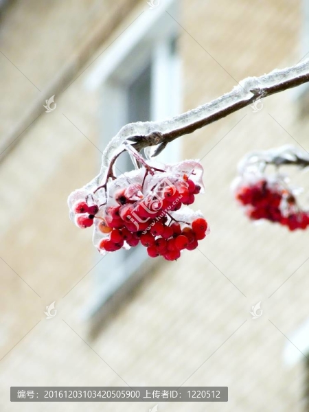 漿果。冰。雨夾雪。