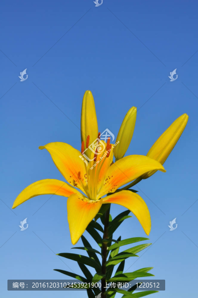 Yellow,Lily（百合）花