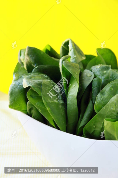綠色新鮮菠菜