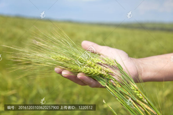 農(nóng)民一方面保持綠色小麥spikel