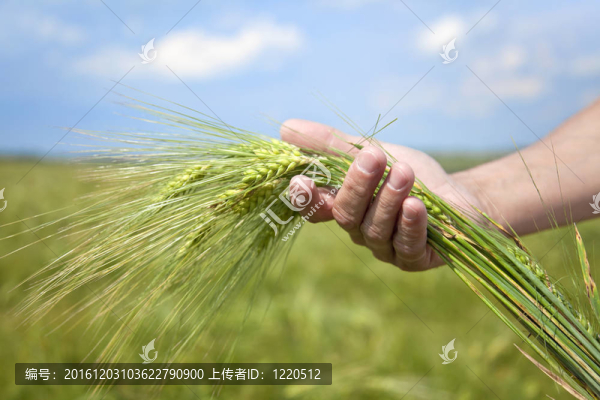 農(nóng)民一方面保持綠色小麥spikel