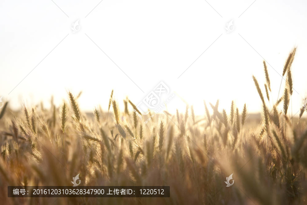 日出時的金色尖峰。