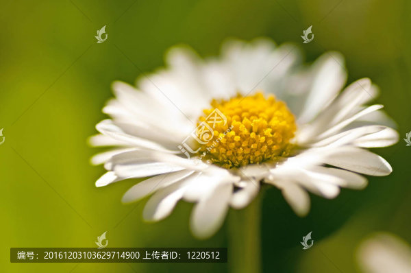 雛菊