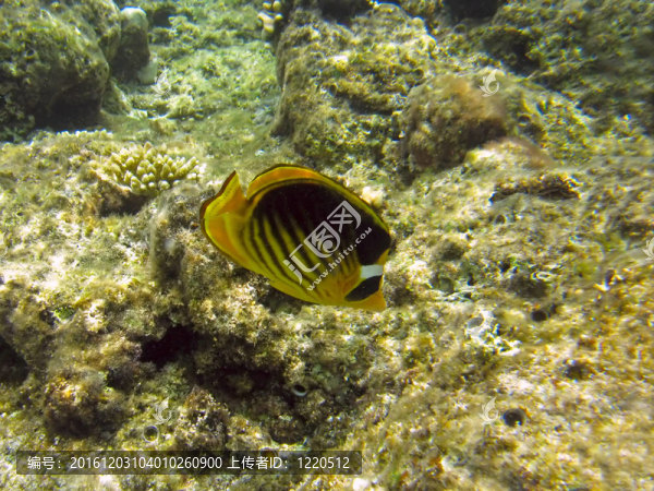 珊瑚魚-,Chaetodon,fasciatus（蝴蝶魚）